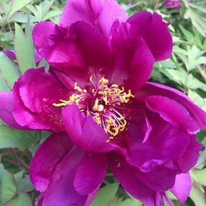 Meet your Posher, Alana